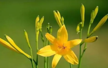 黃花菜