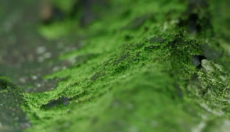森林植被